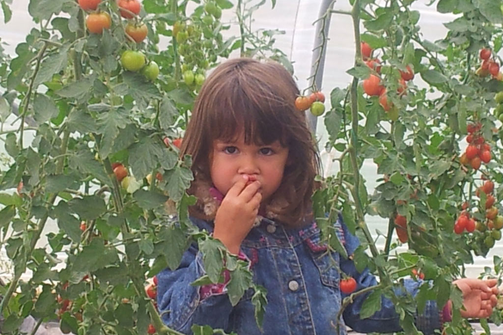Kind pflückt und isst Tomaten von Erdbeerland Ernst & Funck