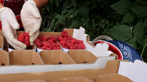 Mitarbeiterin füllt Himbeeren in Himbeerschalen zum Verkauf Erdbeerland Ernst & Funck