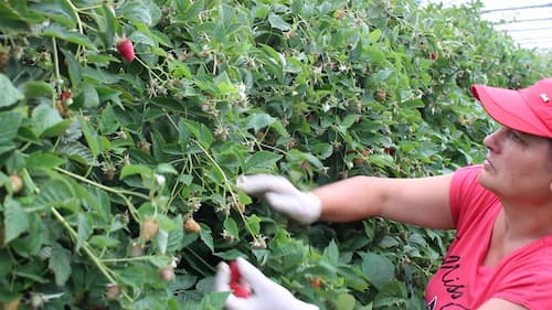 Mitarbeiterin pflückt Himbeeren von Erdbeerland Ernst & Funck