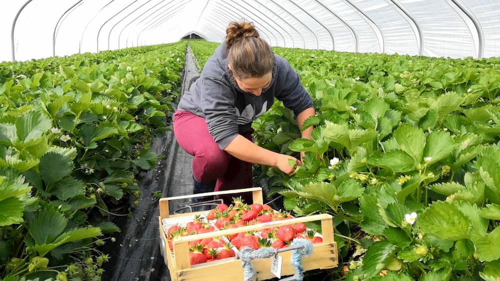 Mitarbeiterin pflückt reife Erdbeeren in einem Erdbeertunnel von Erdbeerland Ernst & Funck