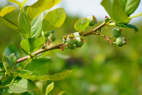 Bild von Heidelbeeren von Erdbeerland Ernst & Funck