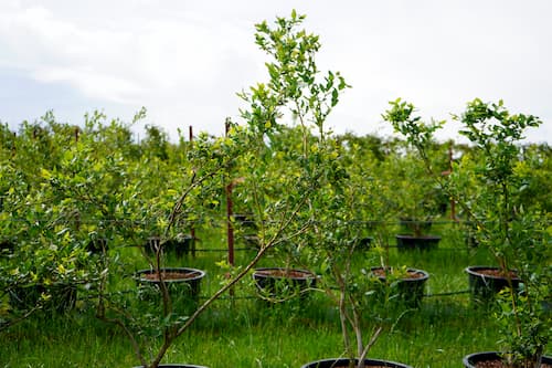 Bild von Obstpflanzen von Erdbeerland Ernst & Funck