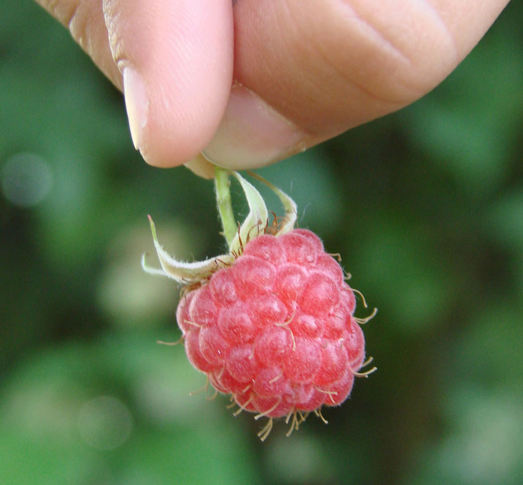 Himbeere von Erdbeerland Ernst & Funck