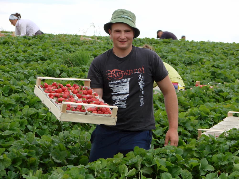 Mann mit Erdbeeren Erdbeerschalen auf Feld beim pflücken von Erdbeerland Ernst & Funck