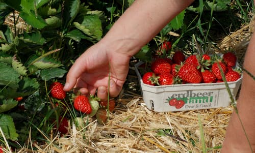 Erdbeeren werden frisch gepflückt von Erdbeerland Ernst & Funck