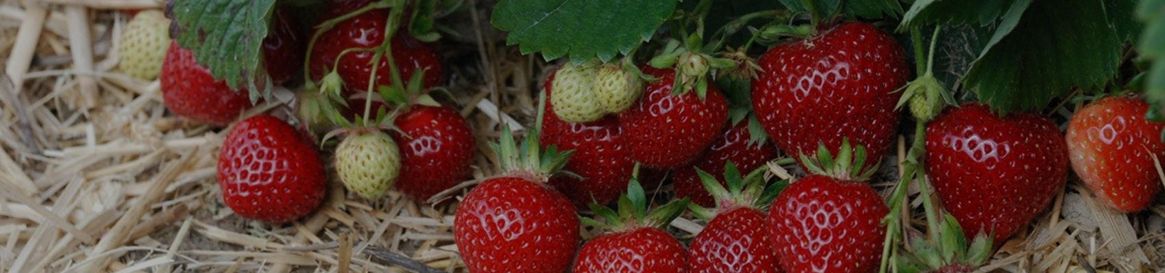 Erdbeeren auf Stroh pflückreif von Erdbeerland Ernst & Funck