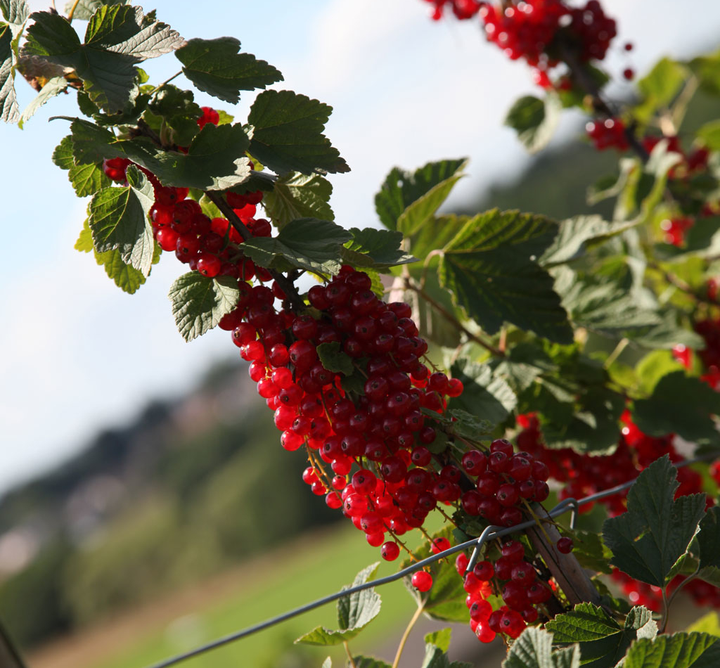 Rote Johannisbeeren an Strauch von Erdbeerland Ernst & Funck bei schönem Wetter