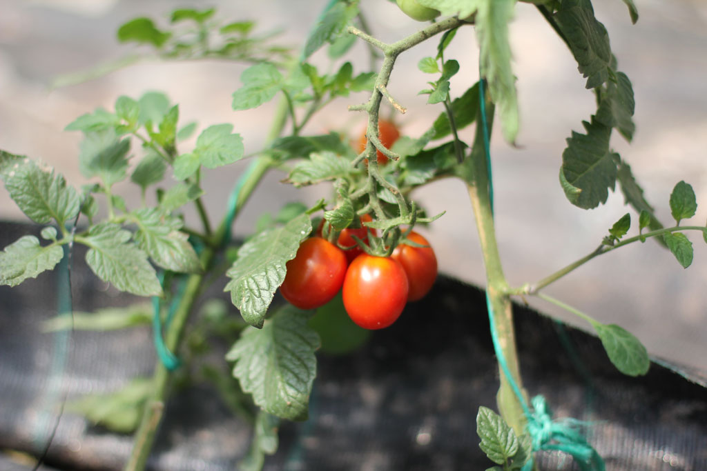 Tomaten Cocktailtomaten Kleine Tomaten an Tomatengewächs von Erdbeerland Ernst & Funck