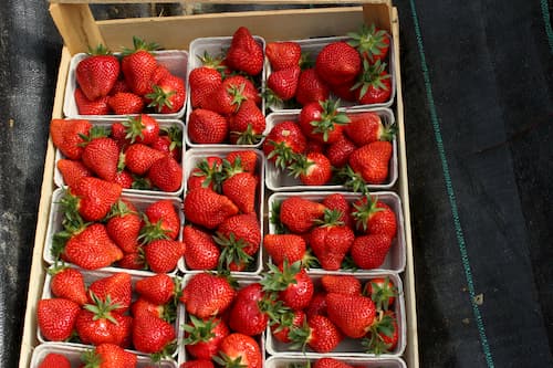 Erdbeeren in Erdbeerschalen von Erdbeerland Ernst & Funck