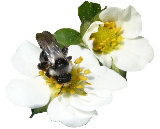Erdbeere Blüte Biene bestäubt Blüte Erdbeerland Ernst & Funck