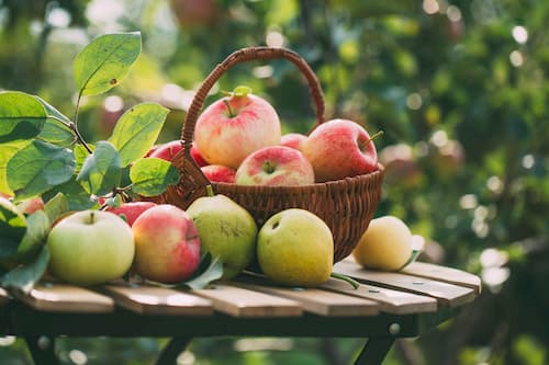 Äpfel in einem Korb im garten auf feld von Erdbeerland Ernst & Funck