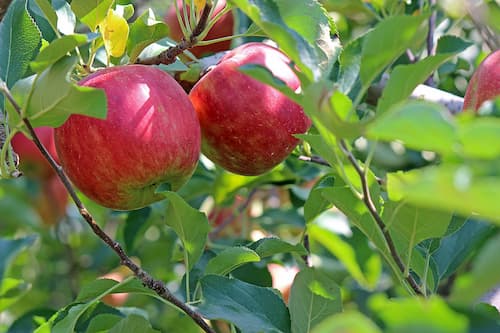 Äpfel an Baum von Erdbeerland Ernst & Funck auf Apfelbaumfeld