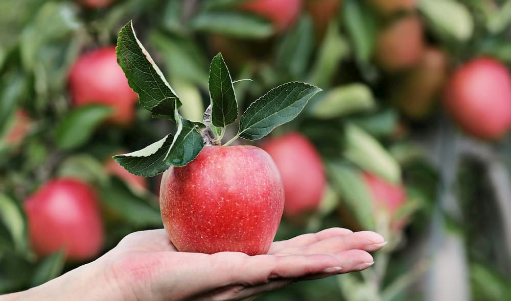 Roter Apfel auf Hand von Erdbeerland Ernst & Funck