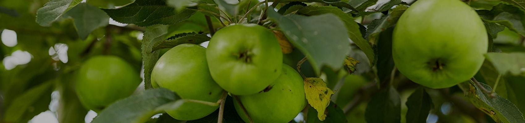 Grüne Äpfel an Baum auf Feld von Erdbeerland Ernst & Funck
