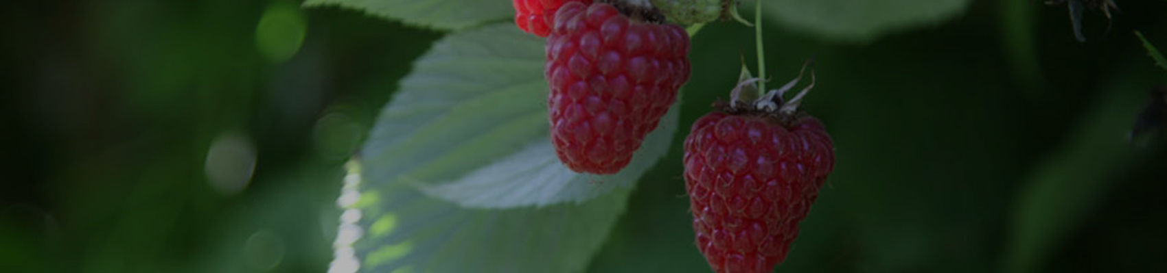 Himbeeren am Strauch von Erdbeerland Ernst & Funck
