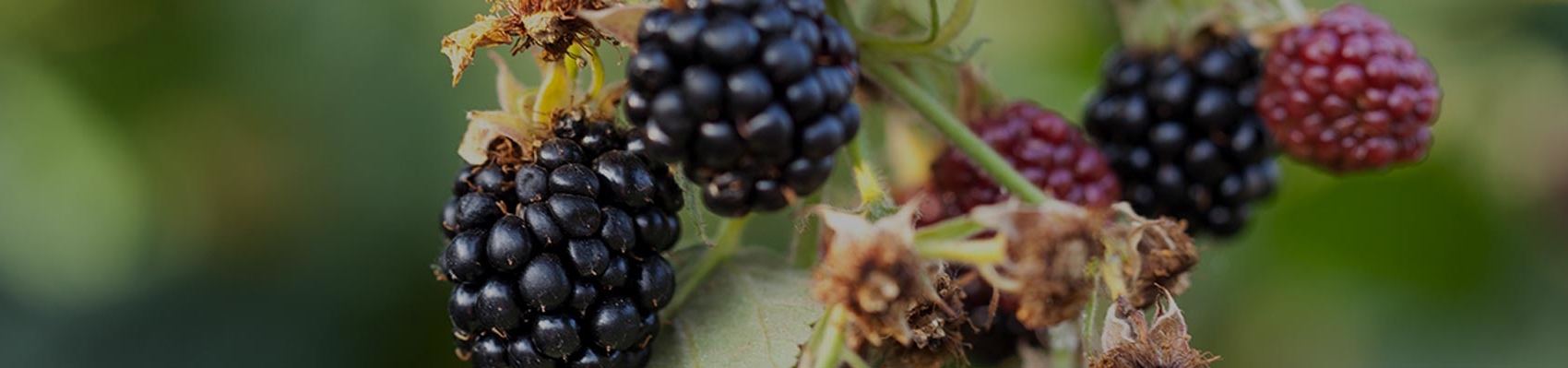 Brombeeren an Strauch von Erdbeerland Ernst & Funck