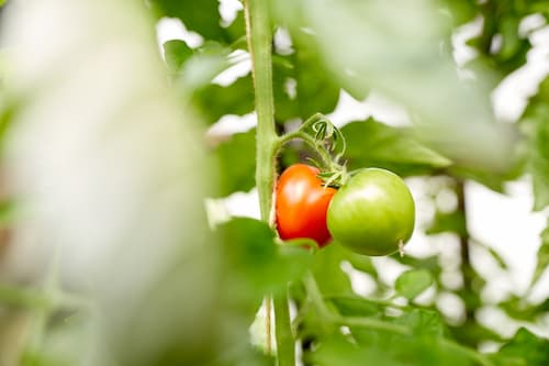 Bild von grünen und roten Tomaten an Tomatengewächs Gewächshaus Tomatenfeld von Erdbeerland Ernst & Funck