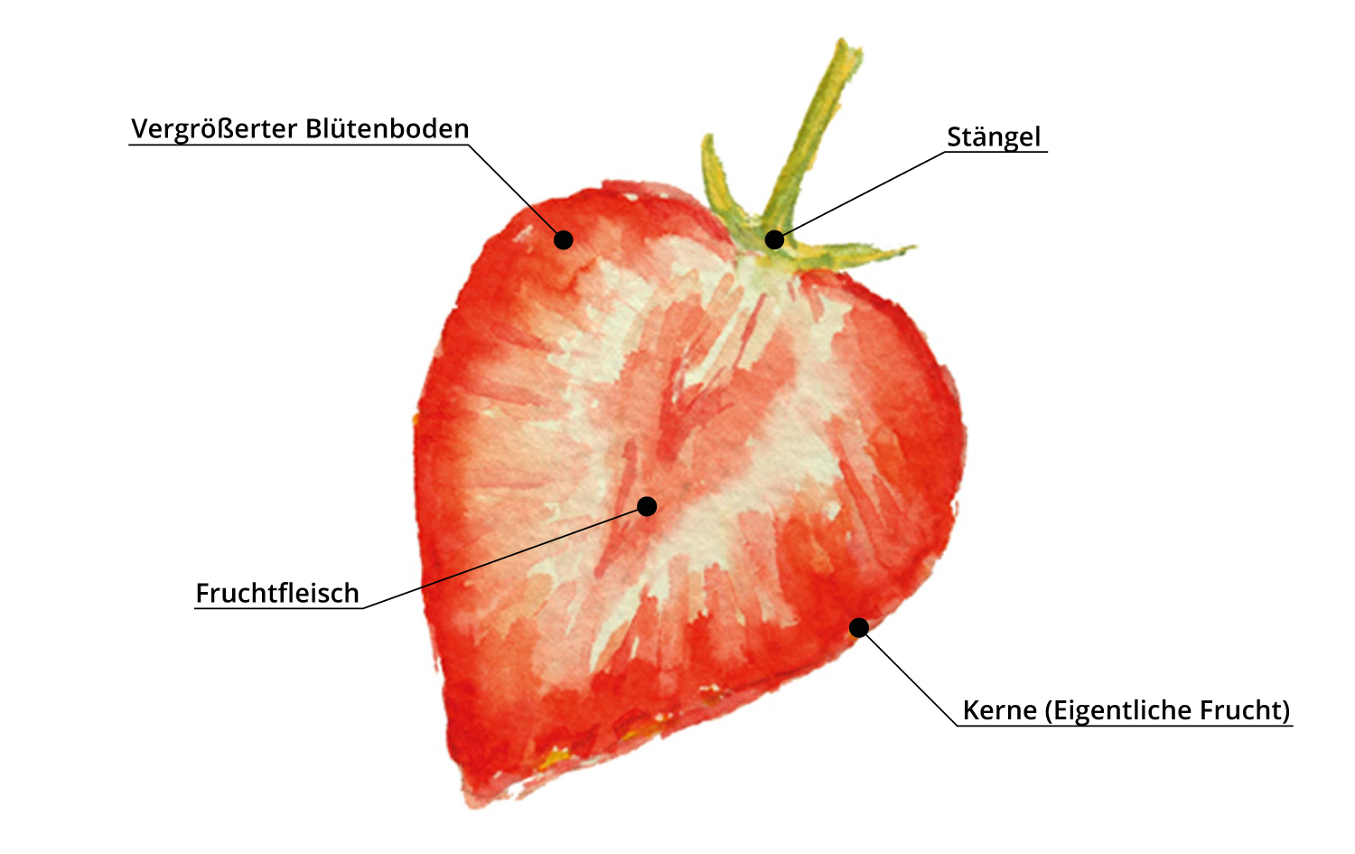 Anatomie Erdbeere – Erdbeerland Ernst & Funck – Erdbeeren & Spargel –  Eisenberg Pfalz