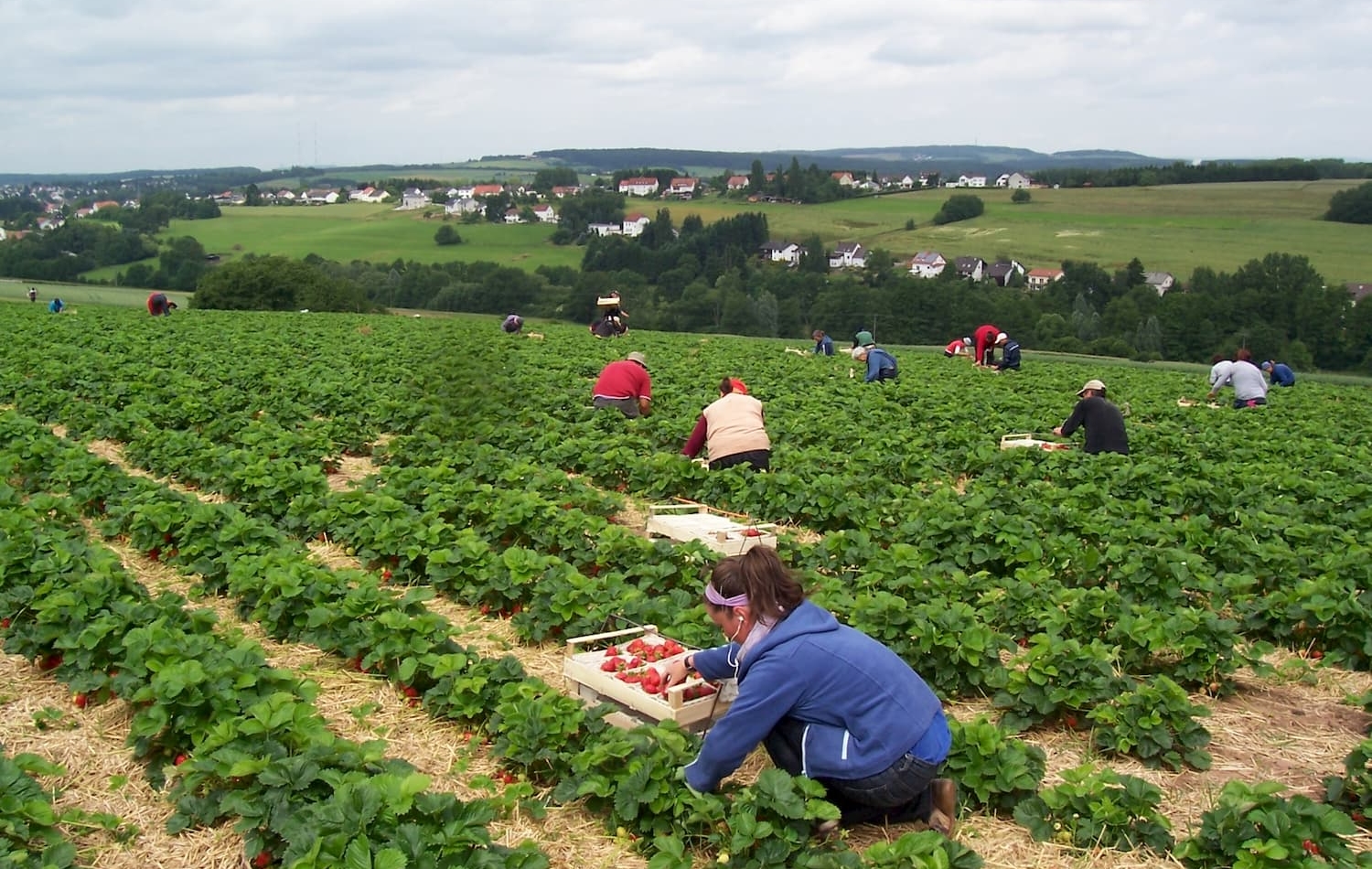 Mitarbeiter pflücken reife Erdbeeren auf Erdbeerfeld von Erdbeerland Ernst & Funck