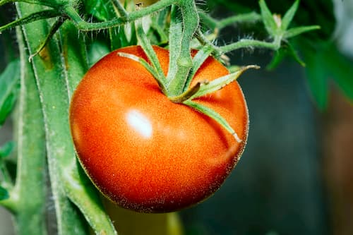Bild von einer roten Tomate an einem Tomatengewächs von Erdbeerland Ernst & Funck
