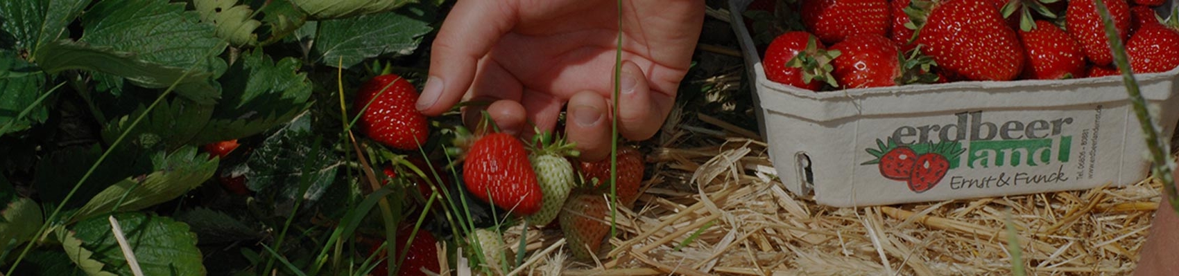 Erdbeeren werden gepflückt un in eine Erdbeerschale gelegt von Erdbeerland Ernst & Funck