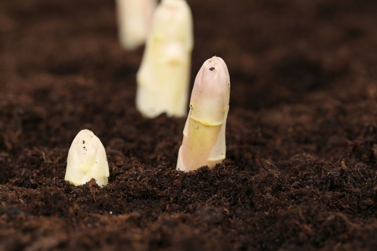 Weißer Spargel sprießt aus dem Boden Erdbeerland Ernst & Funck