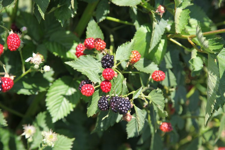 Himbeeren und Brombeeren am Strauch von Erdbeerland Ernst & Funck