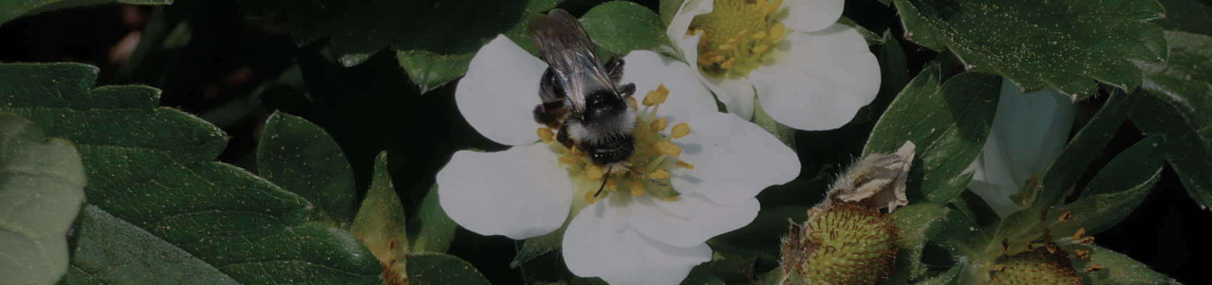 Biene bestäubt Blüte Erdbeeren Erdbeerland Ernst & Funck