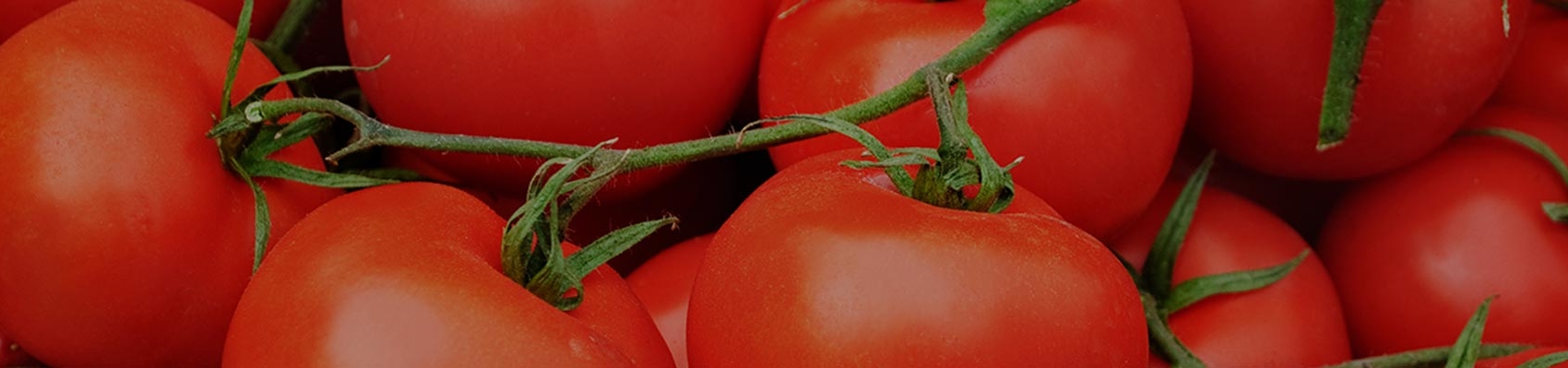 Rote saftige Tomaten von Erdbeerland Ernst & Funck