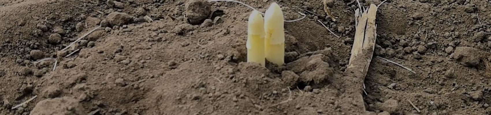 Spargel sprießt aus dem Boden auf Spargelfeld von Erdbeerland Ernst & Funck