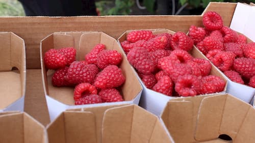 Frisch gepflückte Himbeeren vom Erdbeerland Ernst&Funck