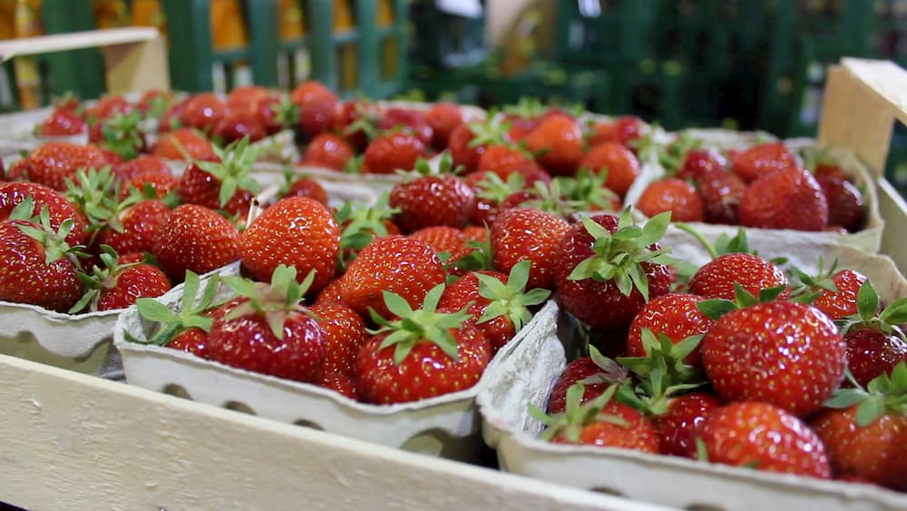 Frische Erdbeeren in Schälchen