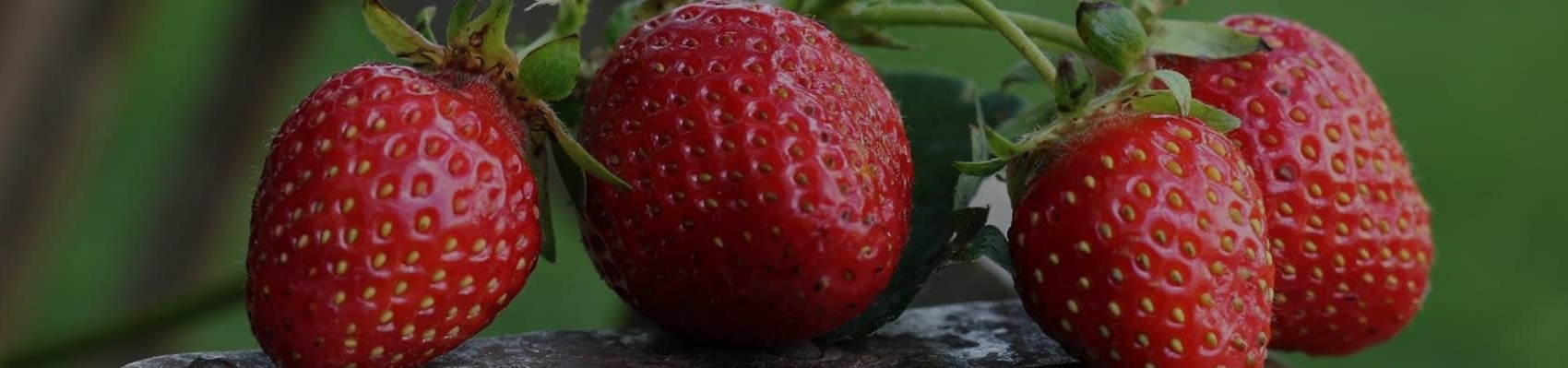 Frische Erdbeeren liegen auf Holz