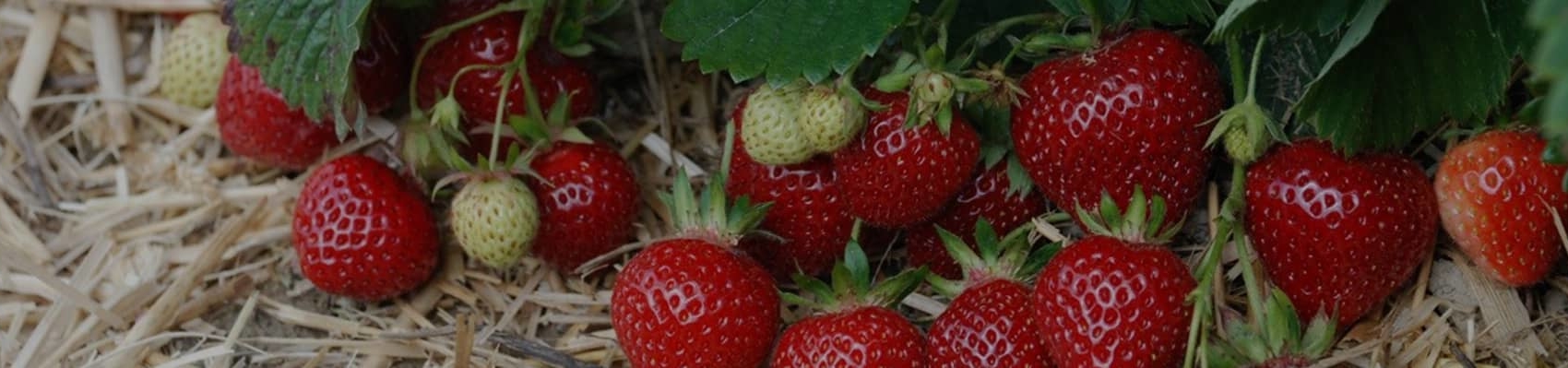 Frische Erdbeeren liegen auf Stroh