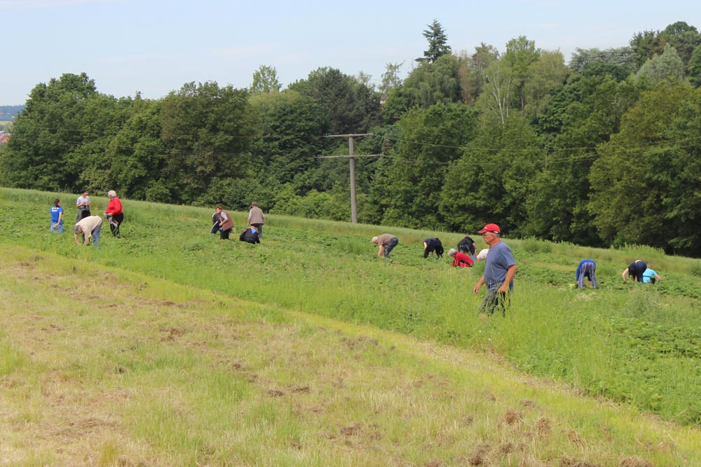 Erdbeer Selbstpflücker auf Feld von Erdbeerland Ernst&Funck