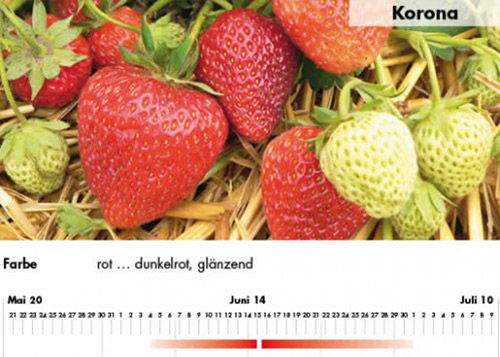 Erdbeersorte Korona im Saarland