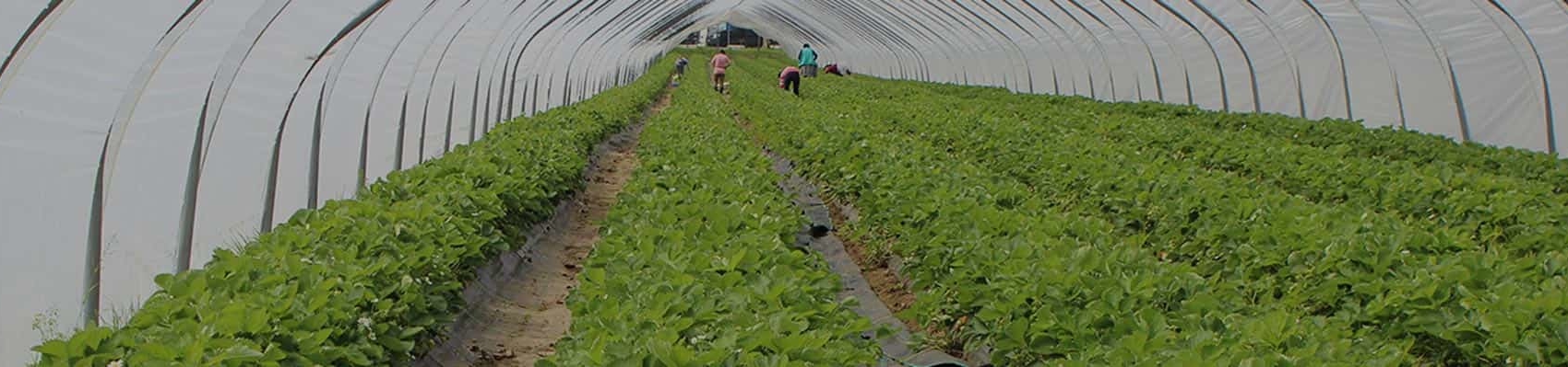 Angestelle pflücken Erdbeeren im Erdbeertunnel