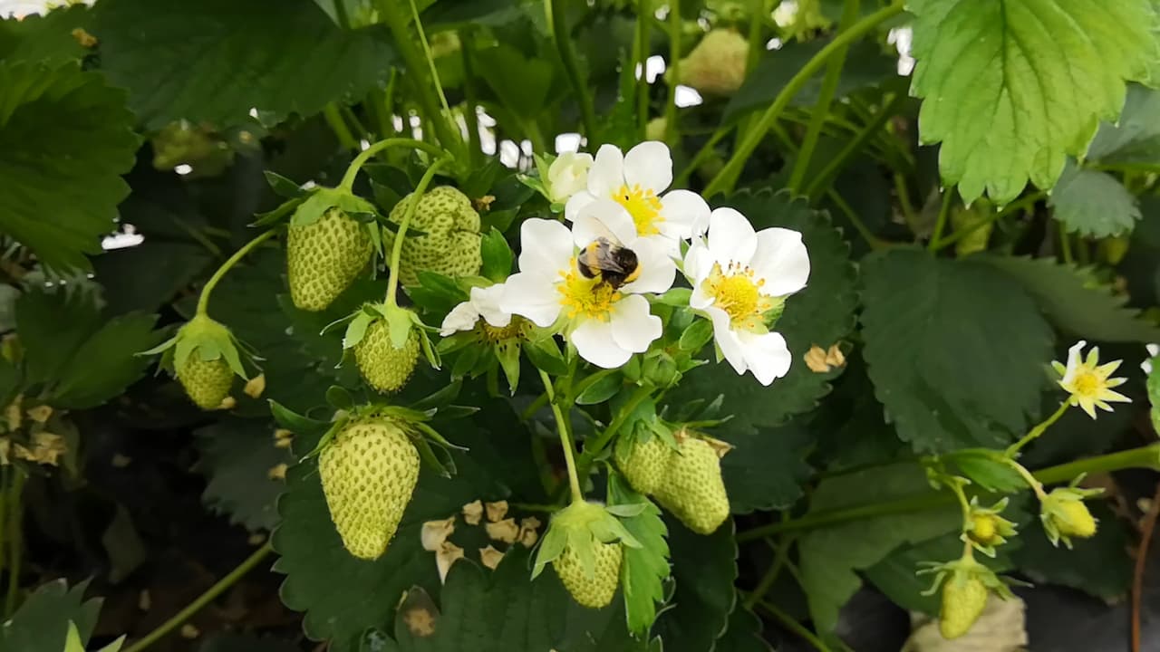 Erdbeerpflanze wird von Hummel bestäubt