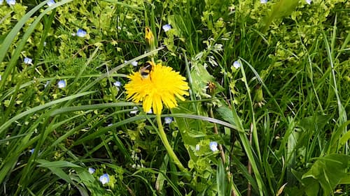 Hummel bestäubt Löwenzahn