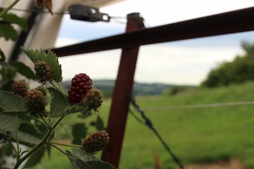 Unreife Himbeeren