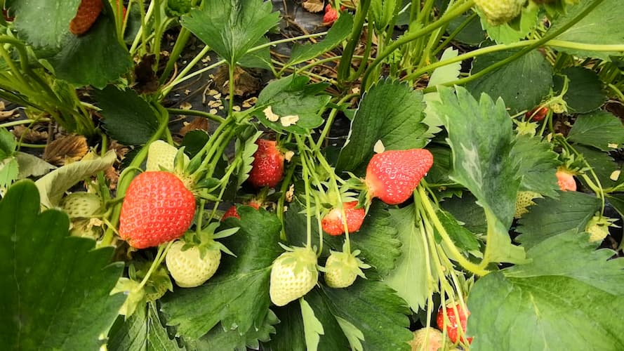 Erdbeeren selbstpflücken