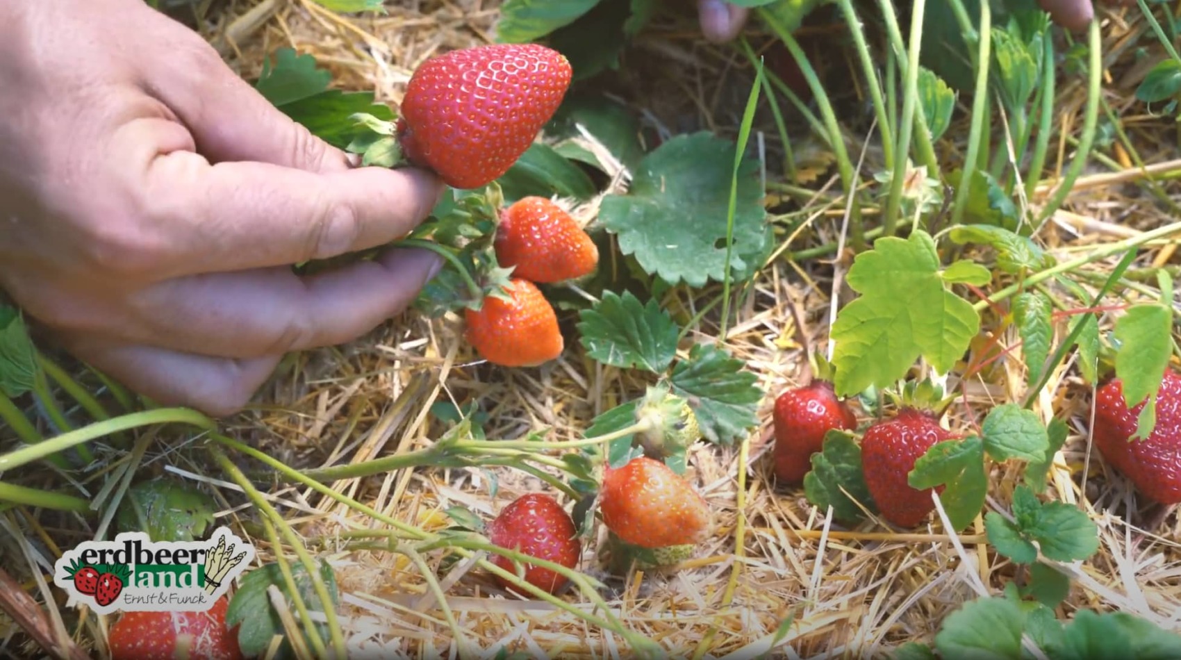 feldfrische Erdbeeren selbstpflücken