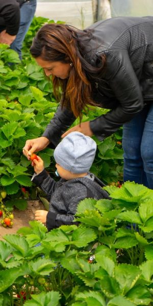 Kleinkind lernt wo gute Erdbeeren herkommen
