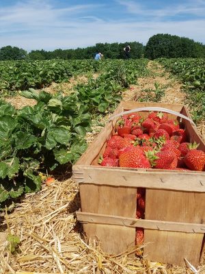 Korb voller frischer Erdbeeren Selbstpflückfeld