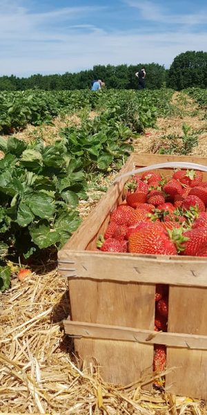 Korb voller frischer Erdbeeren Selbstpflückfeld