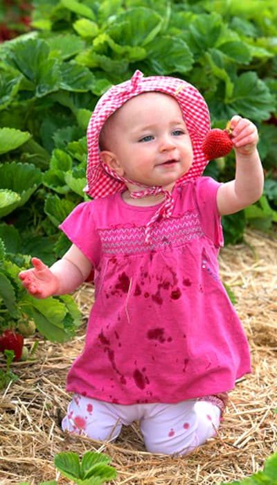 kleines Mädchen pflückt Erdbeere